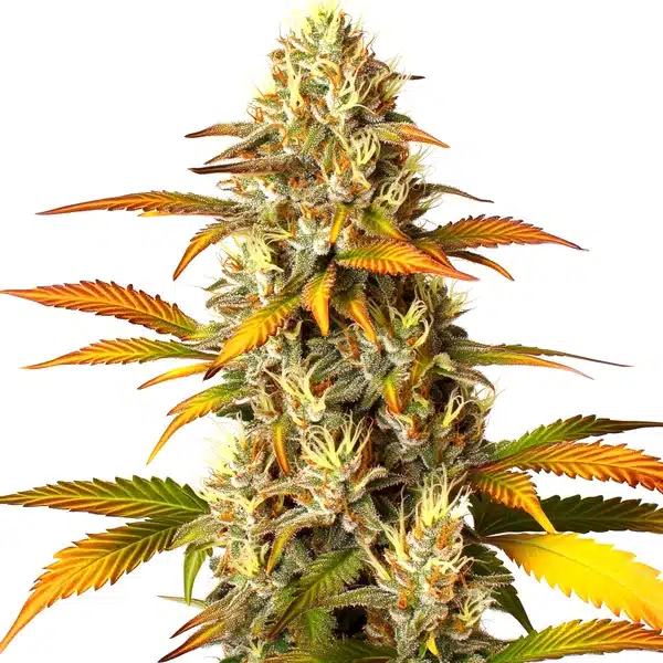 Melon Gum