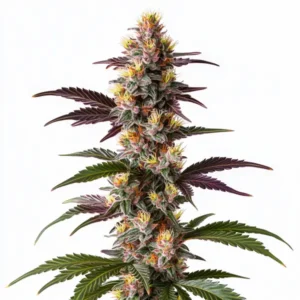 Mendocino Purple Kush Fast Version