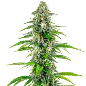NYC Diesel Regular