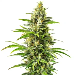 New York Diesel Auto