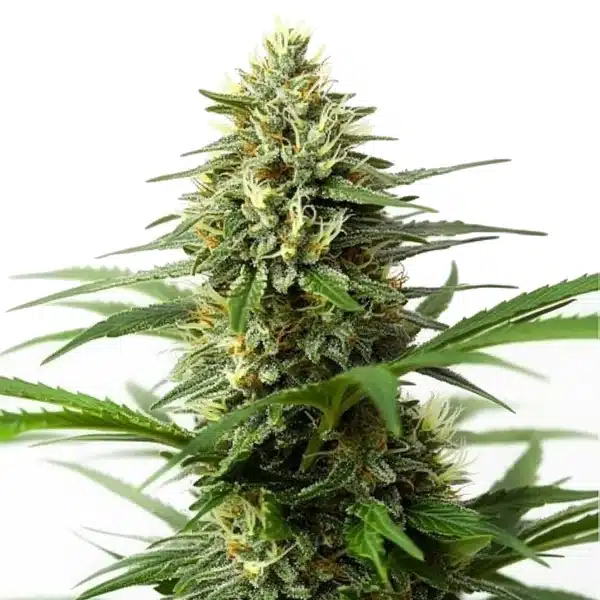 Northern Lights x Big Bud Auto