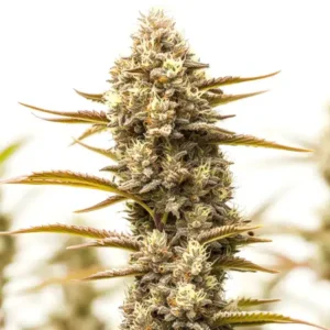 Northern Lights x Blueberry Auto