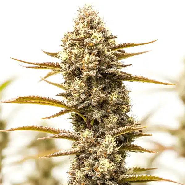 Northern Lights x Blueberry Auto