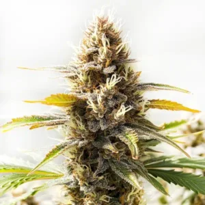 Northern Lights x Cinderella 99