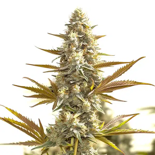 Oregon Peach