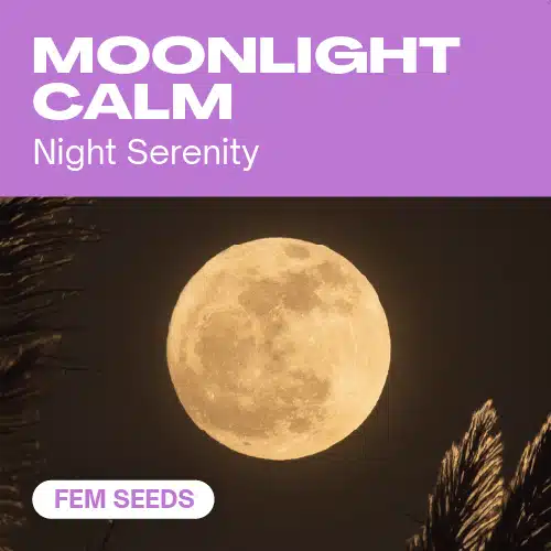 Moonlight Calm