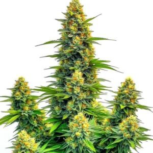Pineapple Autoflower