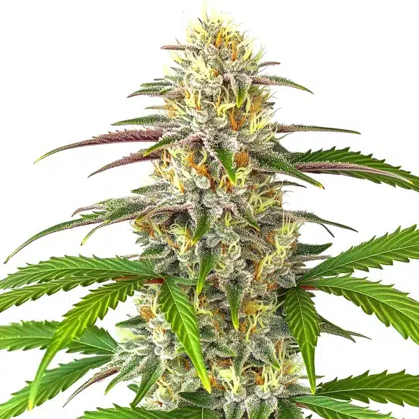 Pineapple Express Auto