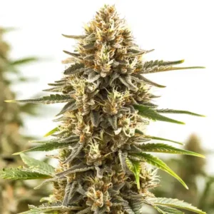 Pineapple Kush Regular