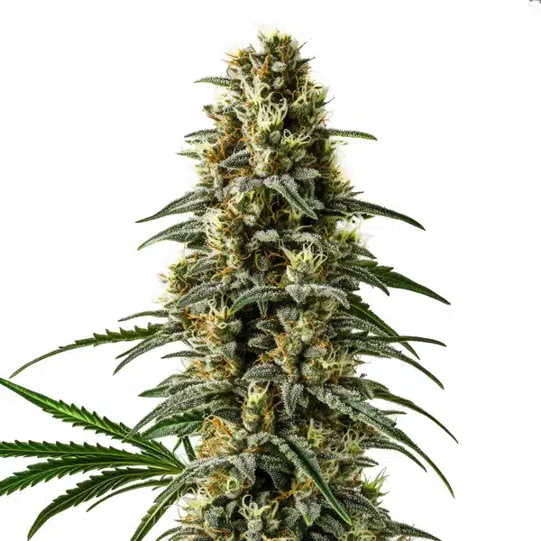 Pineapple Skunk Regular