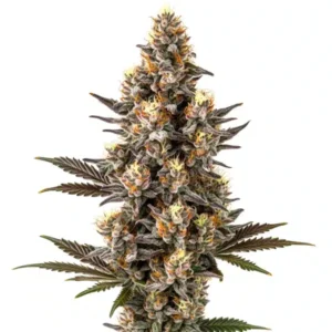 Purple Gelato Lemon Bean