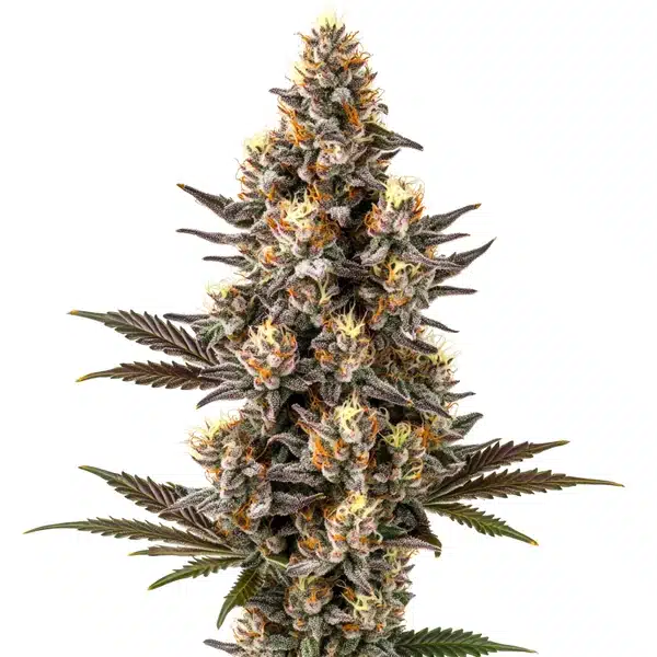 Purple Gelato Lemon Bean