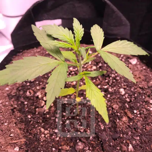 Grizzly Purple Auto - Image 3