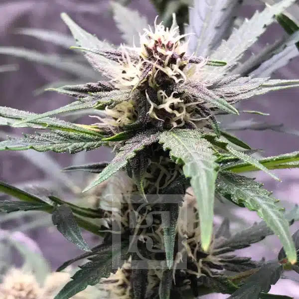 Grizzly Purple Auto - Image 8