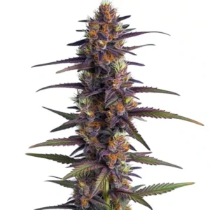 Purple Thai Regular