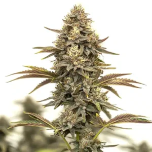 Purple Urkle Auto