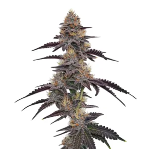 Purple Pineapple