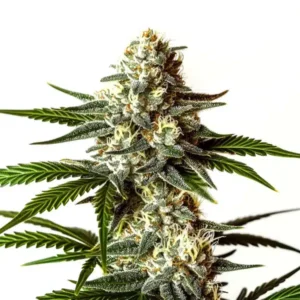Rainbow Sherbet