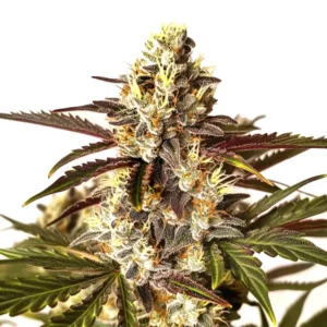 Red Dragon