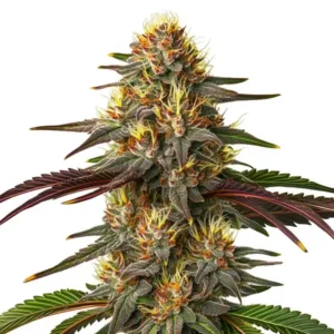 Red Kush Auto