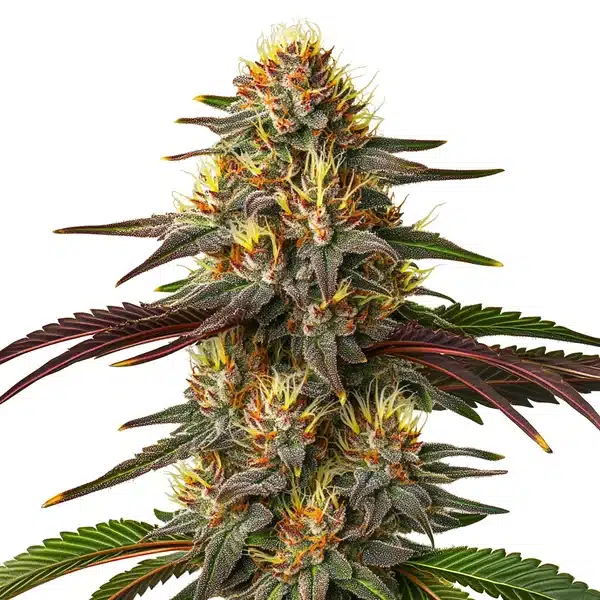 Red Kush Auto