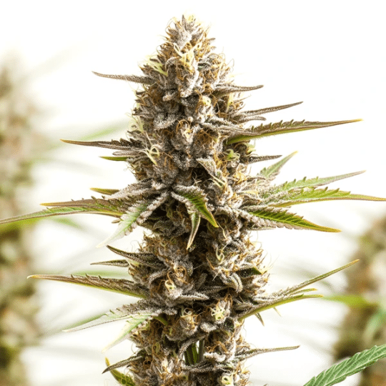 Red Velvet Cannabis Extraction