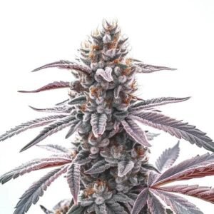 Rotten Z OG