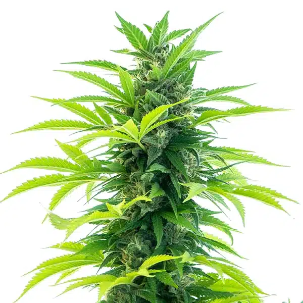 Santa Marta Haze Auto