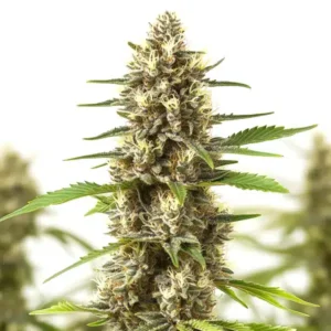 Sherbet Kush