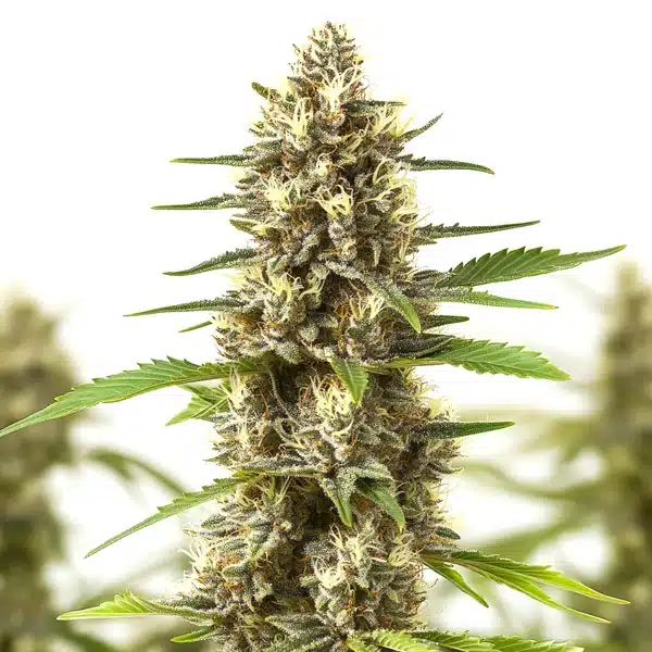 Sherbet Kush