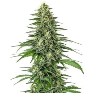 Shiskaberry