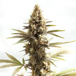 Siberian