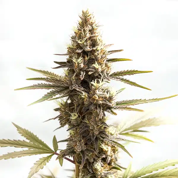 Siberian