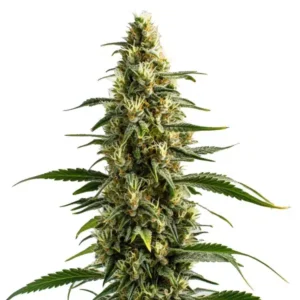 Skunk