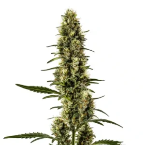 Skunk Regular