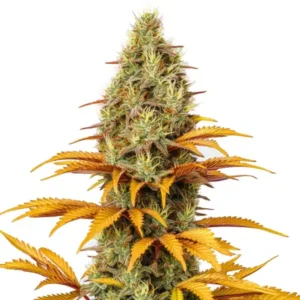 Skunk x Northern Lights