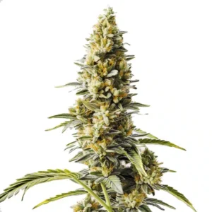 Skunk x Rosetta Stone Fast Version
