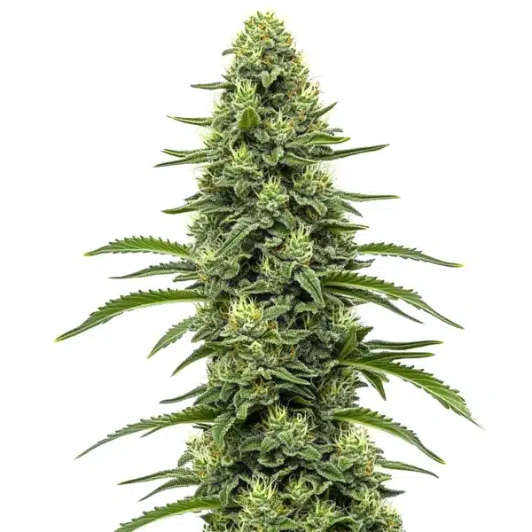 Skywalker