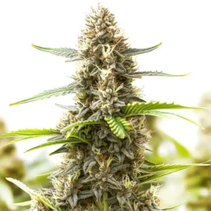Somango Regular