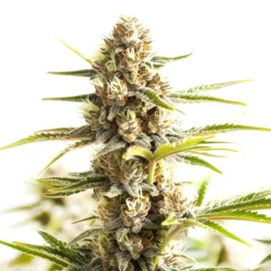 Sour Diesel Kush Regular
