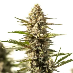 Sour Diesel x OG Kush