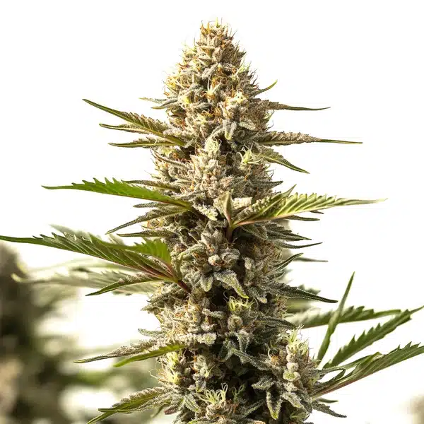 Sour Diesel x OG Kush