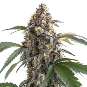 Sour Mac F1