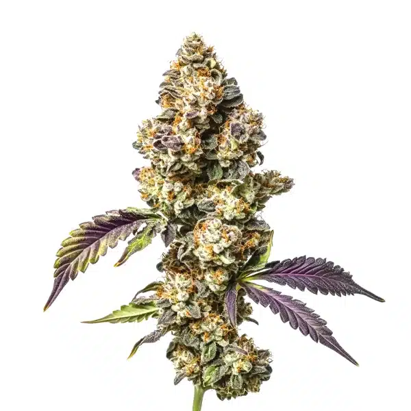 Sour Mac