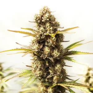 Sour Skies