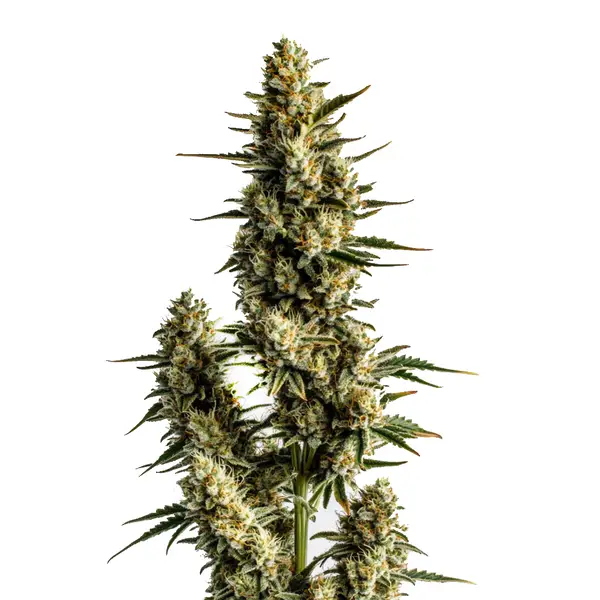 Strawberry Banana Autoflower
