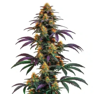 Strawberry Banana Cheese