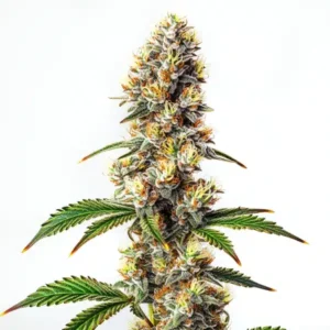 Strawberry Banana Kush Regular