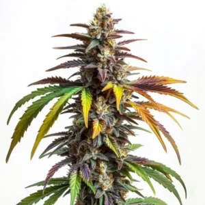 Sundae Driver