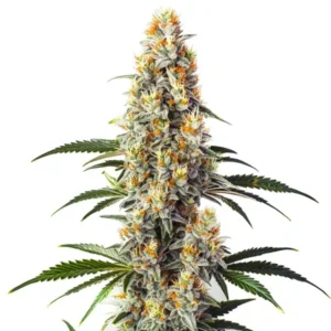 Super Glue